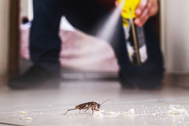 Best Local Pest Control Services  in Adelanto, CA